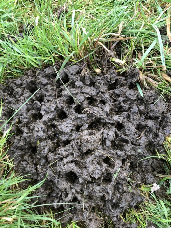 dung